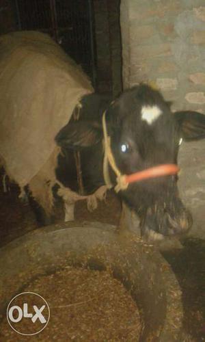 Black Cow In Mahnar Bazar