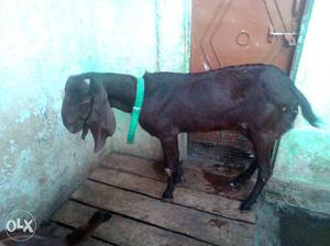 Black Jamnapari Goat