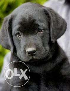 Black Labrador female pups available at