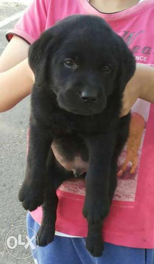Black Labrador male puppy for sale