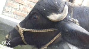 Black Male Cow In Kaithal