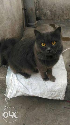 Black Medium Fur Cat