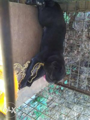 Black Pug In Kollam