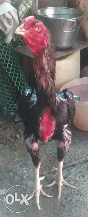 Black Red Asil Rooster