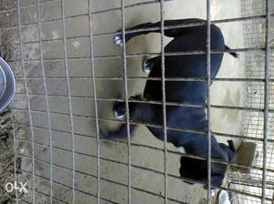Black Staffordshire Terrier Puppy