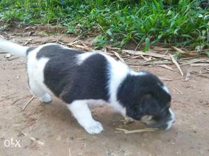 Black Tan And White Smooth Coated Newborn Puppy