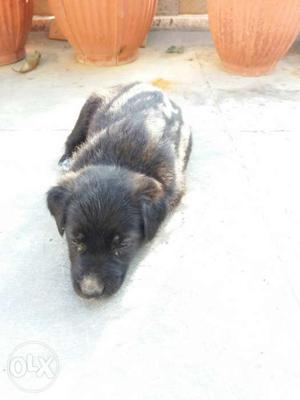 Black and white laborador retriwier 1 month old