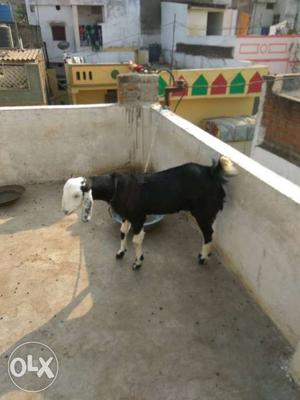 Black and white serohi cross goat