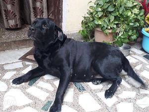 Black colour Labrador Beautiful female