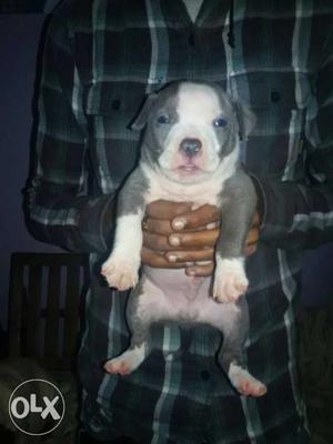 Blue And White American Pit Bull Terrier Puppy