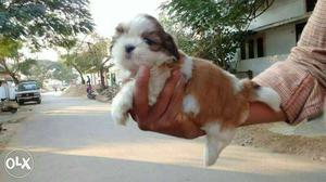 Brown And White Long Coat Shih Tzu Female Puppy