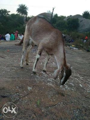 Brown Anglo Nubian Goat