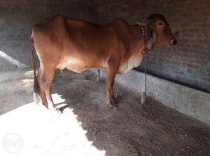 Brown Cow In Kathlal
