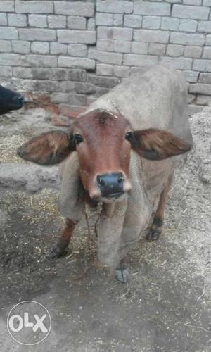 Brown Cow In Varanasi