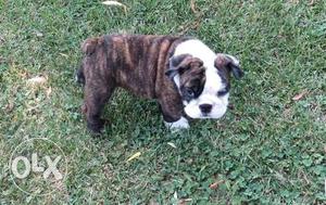 Bull dog Female for sell age2 month