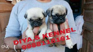 Charming nd toy quality pug puppy available DIYA,S KENNEL
