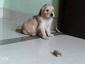 Cream Golden Retriever Puppy