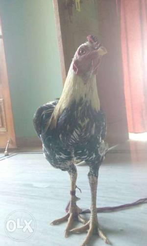 Cream Light Brown Rooster