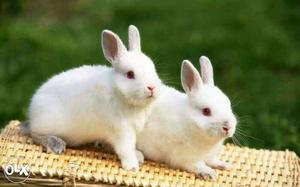 Cute rabbit in pair