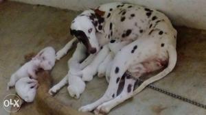 Dalmatian With Puppies