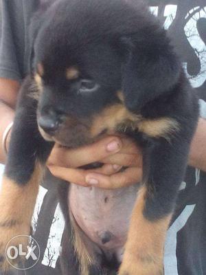 Dark NewYear Black and Offer brown color rottweiler puppies