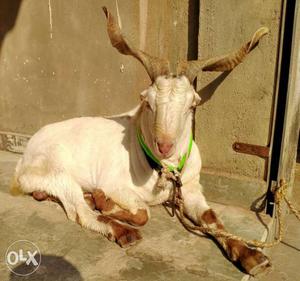 Desi Goats - Barbara