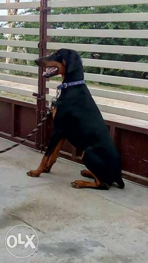 Doberman male for mating. With amount or puppy.