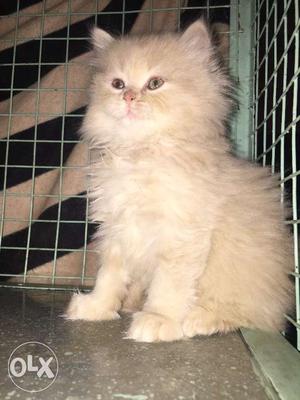 Doll faced persian cats. 10k for female & 8k
