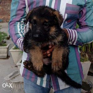 Duble coat German NewYear Shepherd Offer good dog PEts