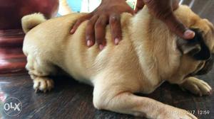 Fawn Pug In kochi, With kci certified Paper and micro chip..