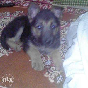 Female German Shepard available of 40 days fit