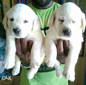 Female Labrador Puppies Available