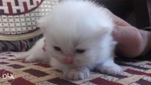 (Female) Persion cat fully white