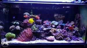 For buy any typ of fish and aquarium plz contact