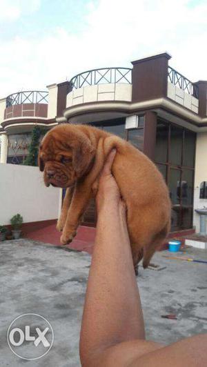Freanch NewYear mastiff Offer normal quality puppies only