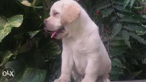 Fully Discount Pug.Golden retriever, Rottweiler pups