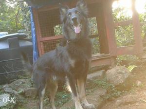 GSD Male for sale Double Coated Hair Age:2.5 Years