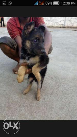 German Shephard female puppies for sale.