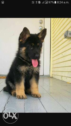 German shepherd 2 months old only mail dog