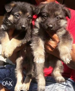 German shepherd puppies ready available male