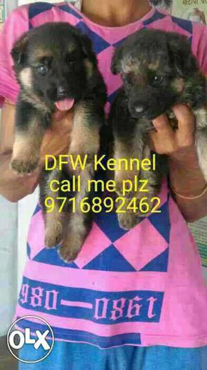 German shephrd puppies of very high quality