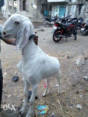 Goat pure white sujat very attaractive beutiful goat