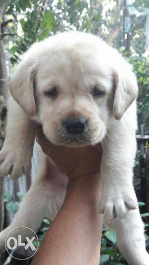 Goldan Labrador female Puppies available