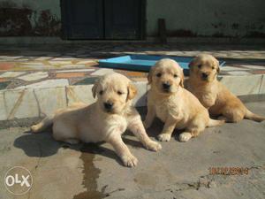 Golden Retriever pups rs  and Beagle pups show quality