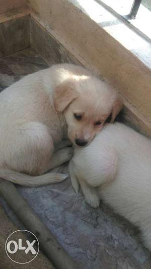 Golden lebra male pups