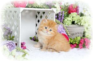 Good quality Persian cat kitten sale.free home shipping all