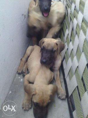 Greatdane pups show quality import male rs  n female rs