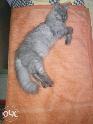 Grey Fur Cat