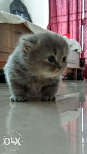Grey Persian Kitten Female, 2 months Old
