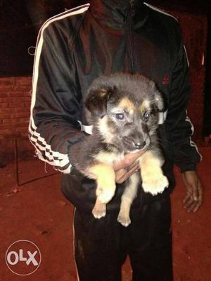 Gsd male puppy with excellent pedigree